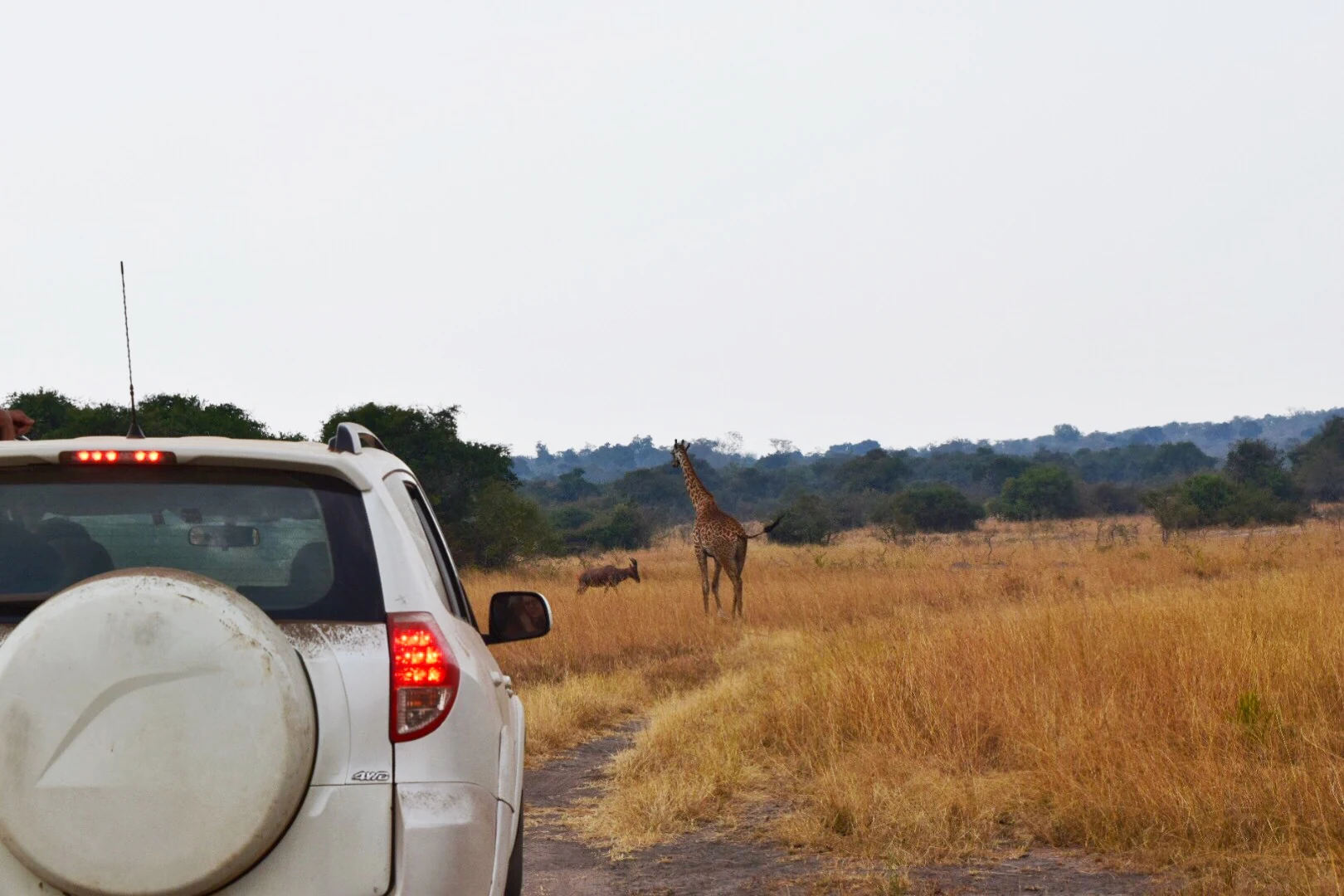 Safari-Fahrzeug vor Giraffe und Warzenschwein im Akagera-Nationalpark in Ruanda