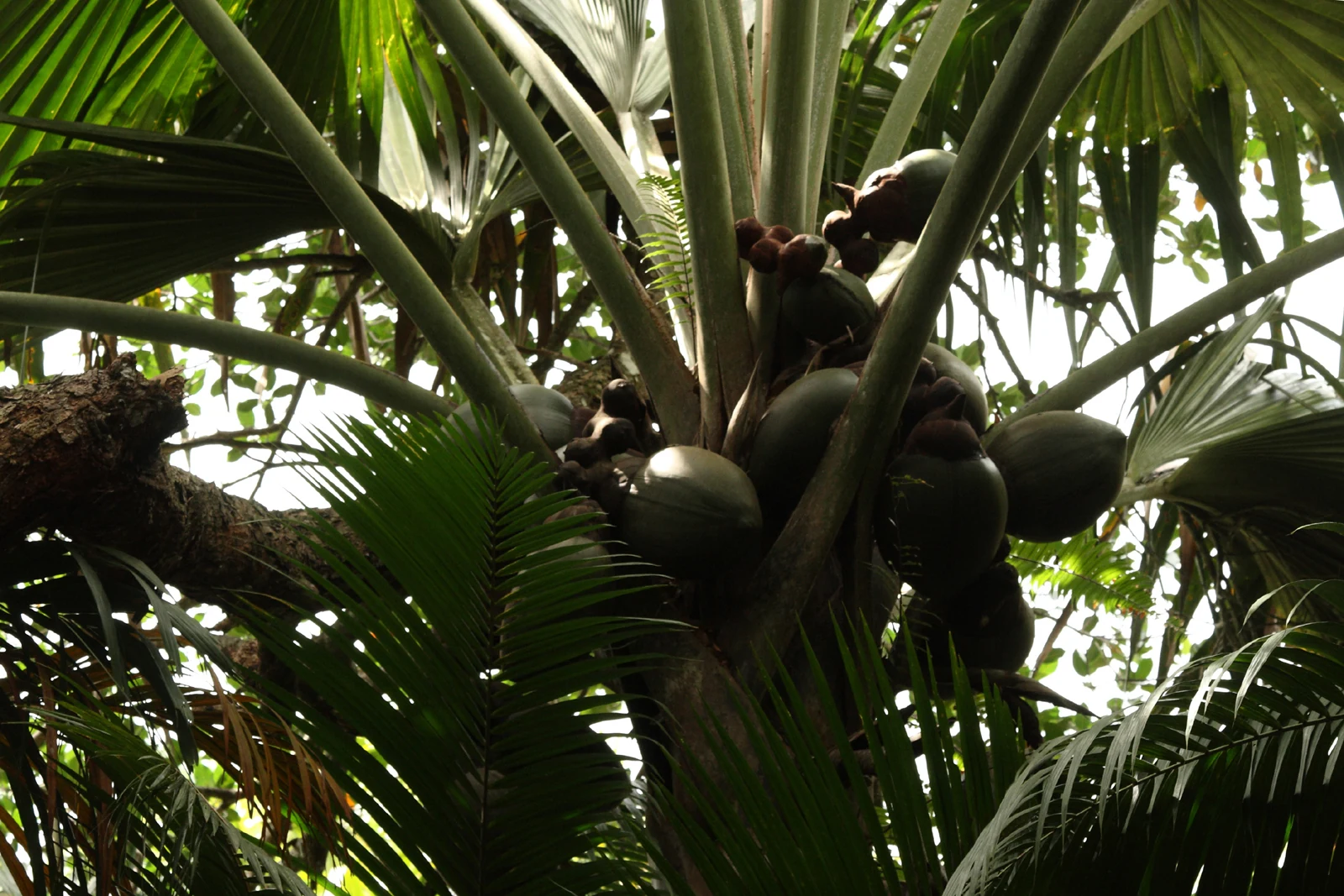 Fruit-bearing coco de mer palm in Vallée de Mai on Praslin
