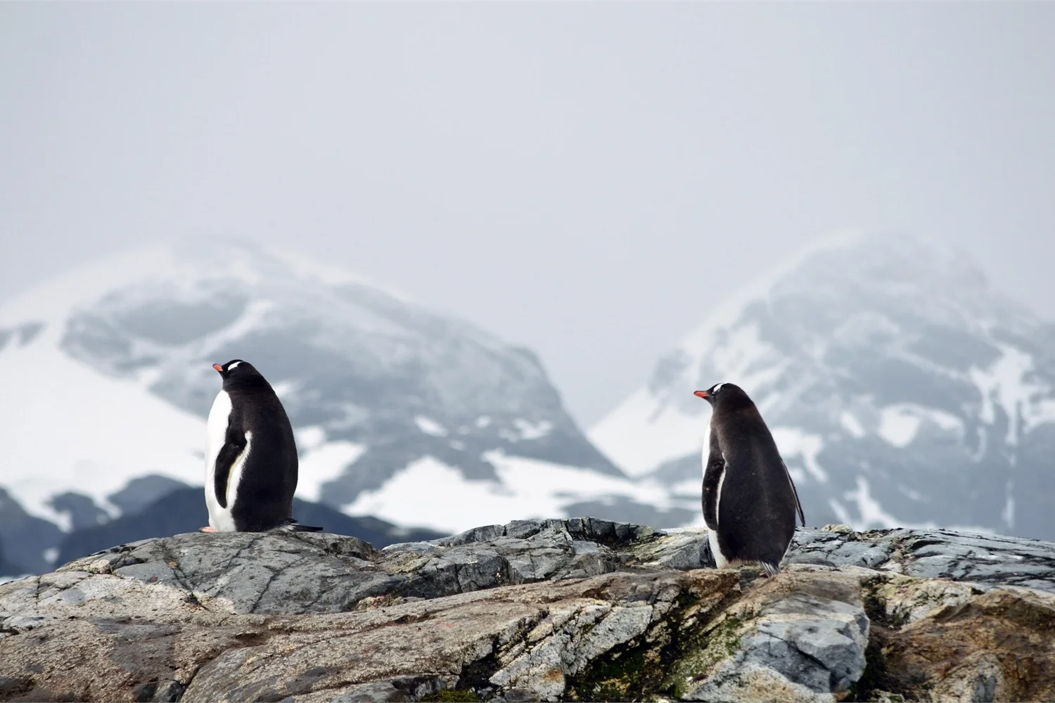 Antarktis Fly-Cruise ohne Drake Passage: Panorama des exklusiven Reiseerlebnisses