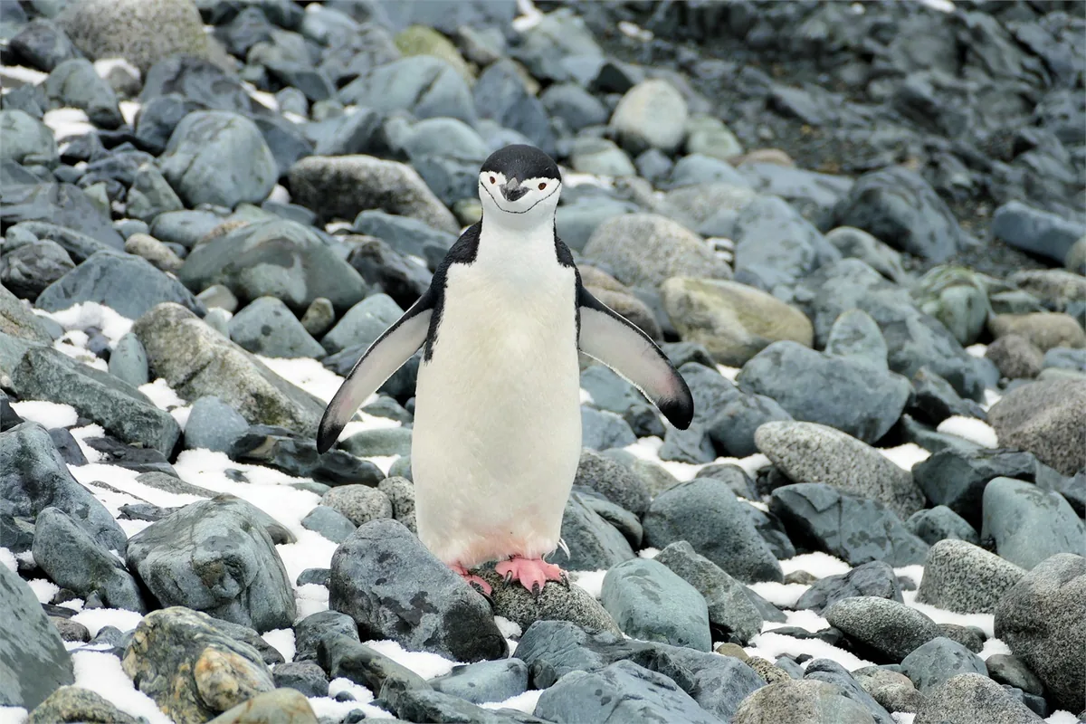 Péninsule Antarctique à bord d’un navire d’expédition – Impression de voyage 4