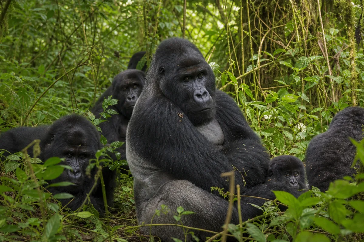 Gorilles du Congo et expédition volcanique – Impression de voyage 1