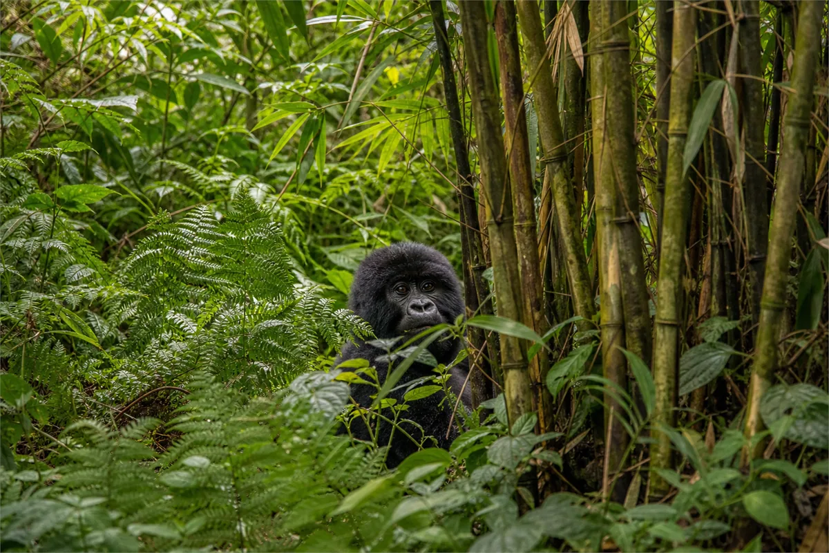 Trekking des gorilles au Rwanda – Impression de voyage 4