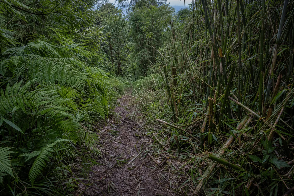 Trekking des gorilles au Rwanda – Impression de voyage 5