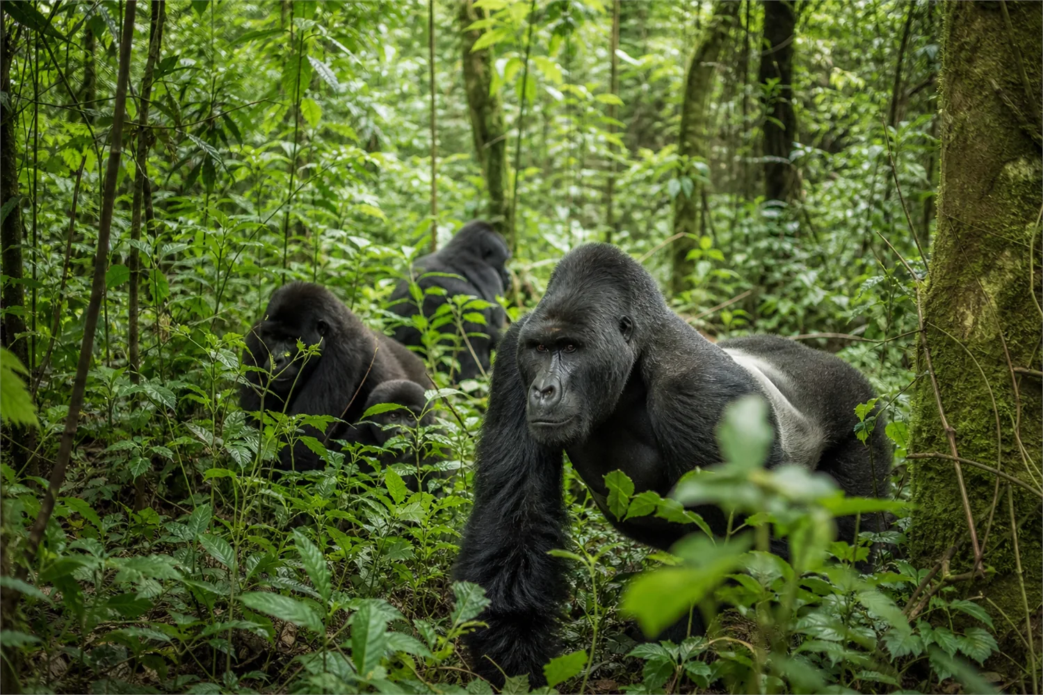 Gorilla-Trekking in Uganda: Panorama des exklusiven Reiseerlebnisses