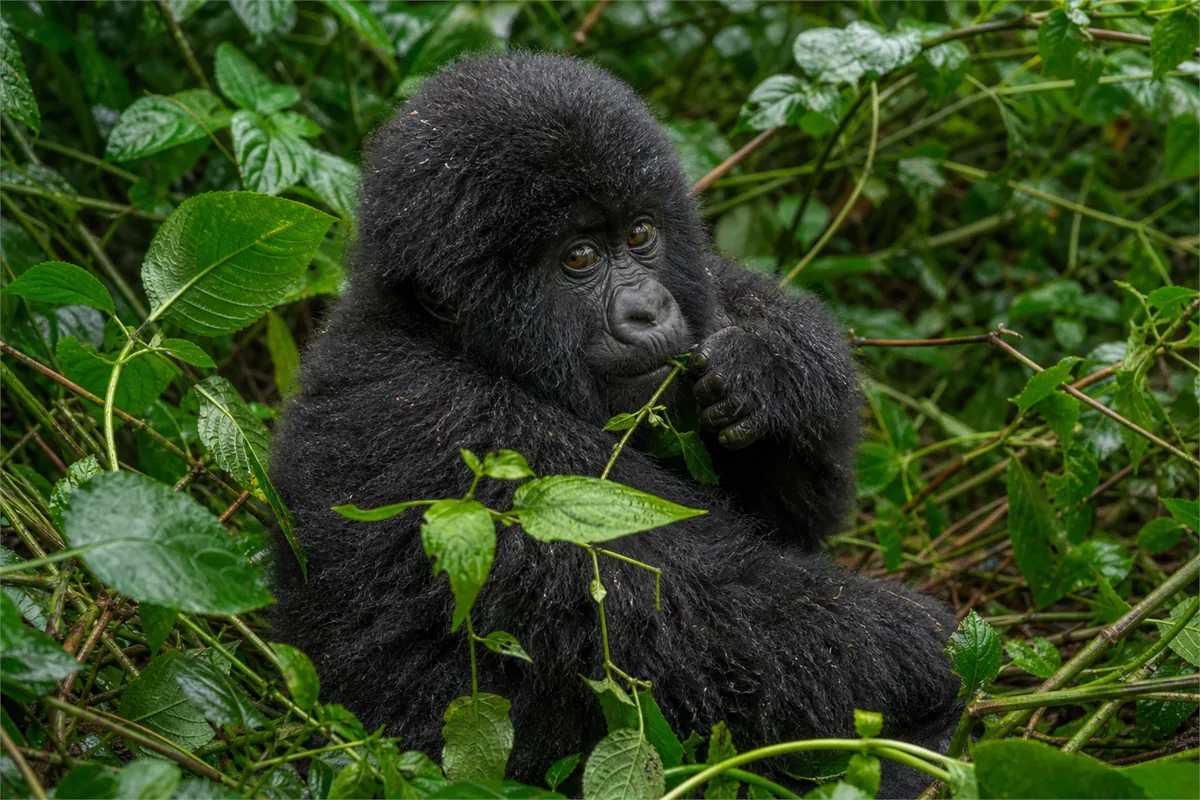 Gorilla-Trekking in Uganda – Reiseimpression 2