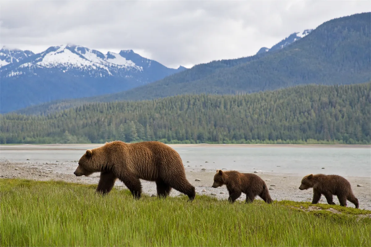 Safari à la rencontre des grizzlis en Alaska et en Colombie-Britannique – Impression de voyage 4