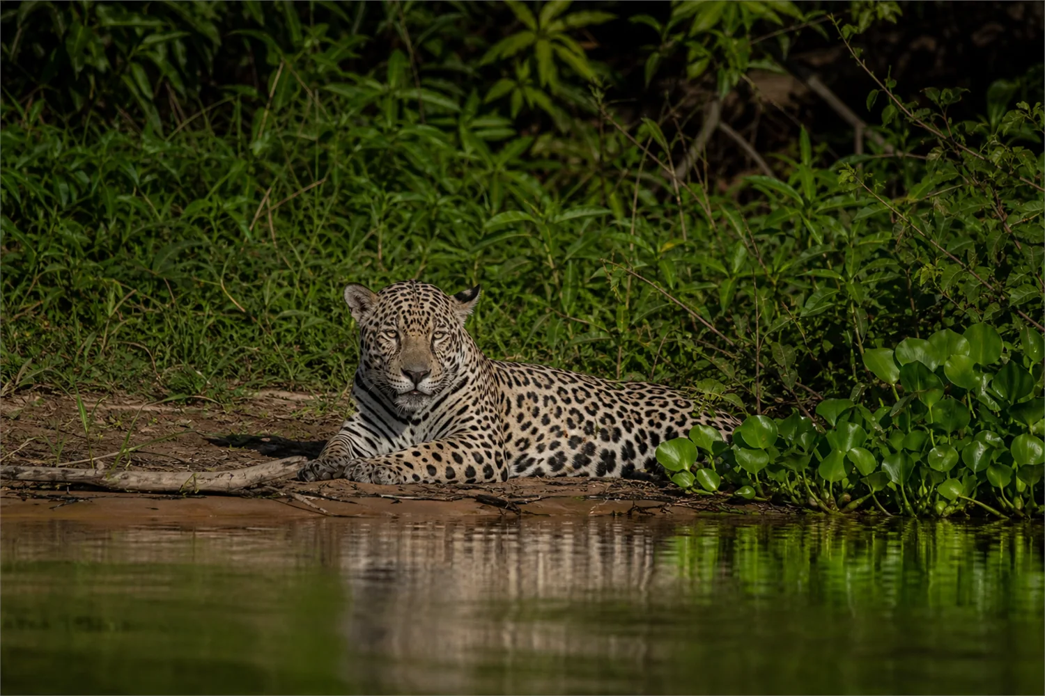 Jaguar-Safari im Pantanal: Panorama des exklusiven Reiseerlebnisses