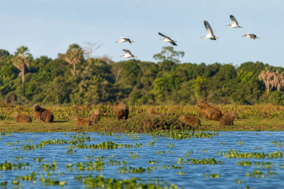 Jaguar-Safari im Pantanal – Reiseimpression 4