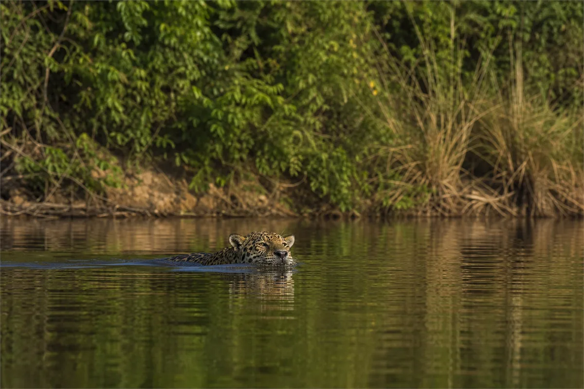 Jaguar-Safari im Pantanal – Reiseimpression 7