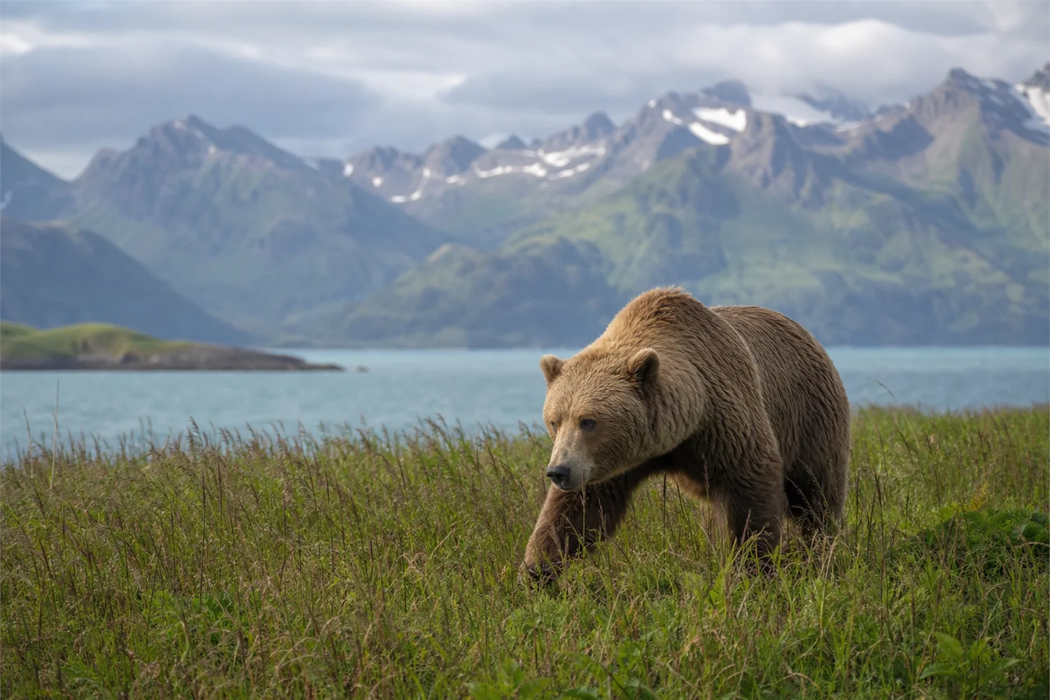 Private Kodiakbären-Expedition: Panorama des exklusiven Reiseerlebnisses