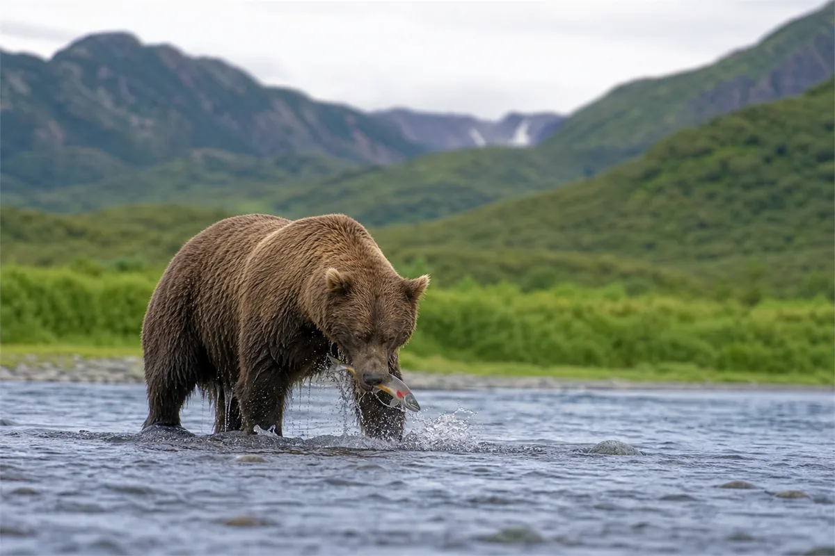 Kodiak Bear Private Expedition – Travel impression 4