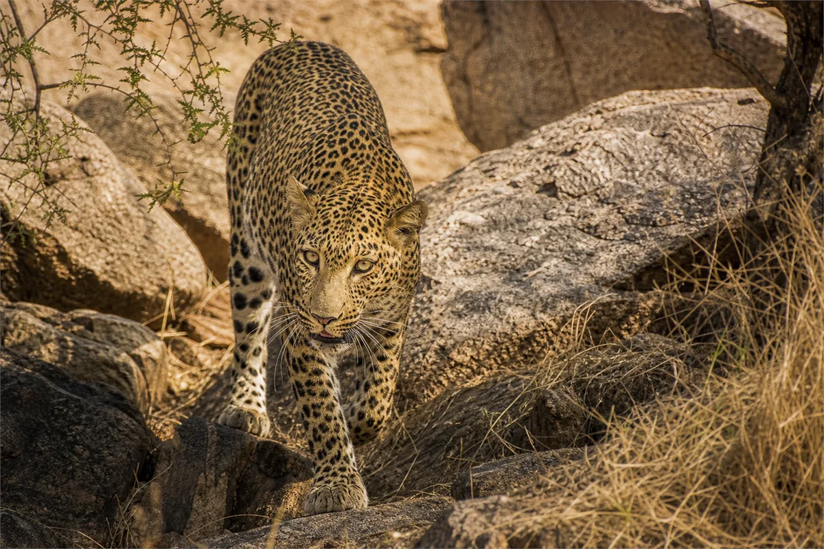 Safari à la rencontre des léopards au Rajasthan – Impression de voyage 1