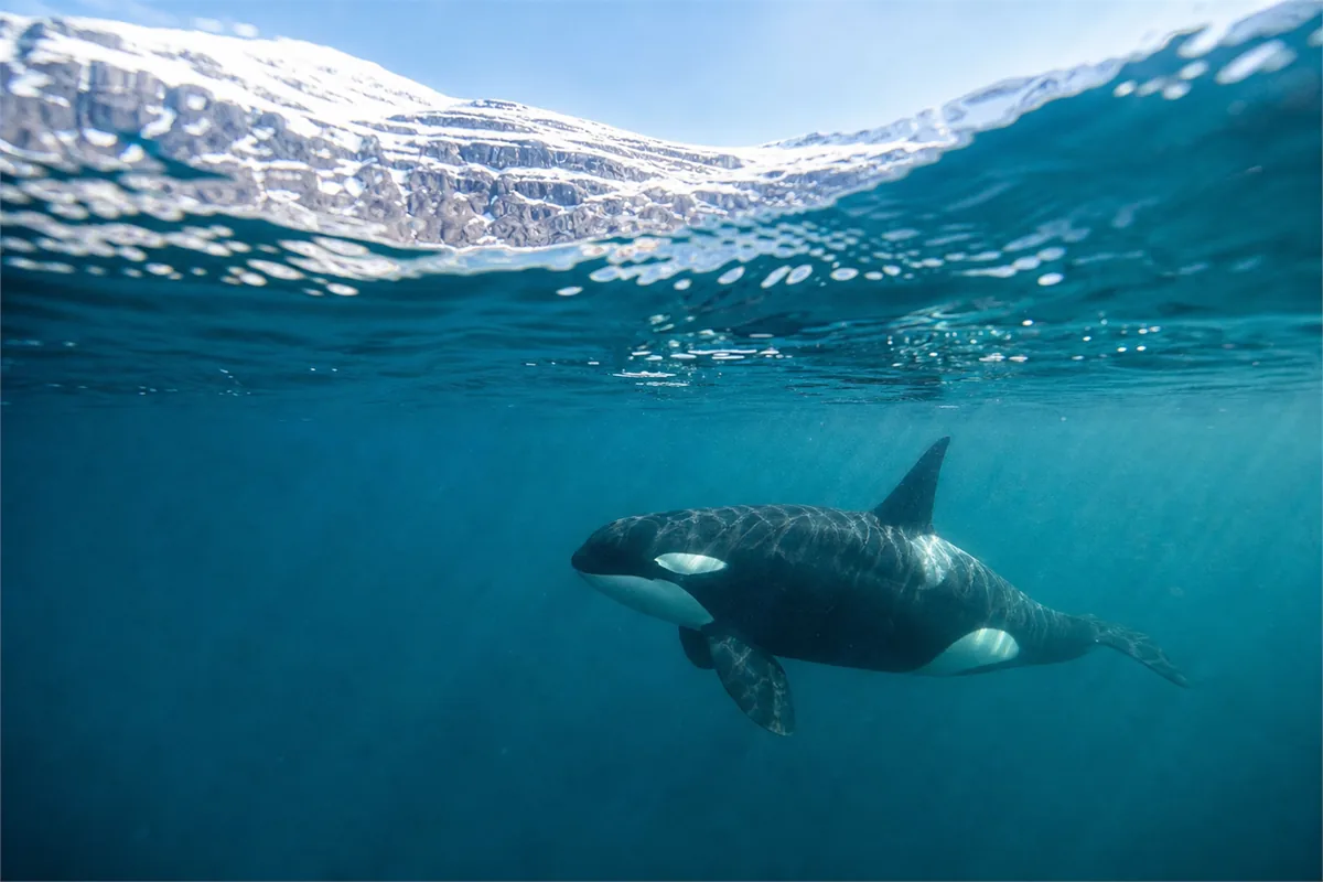 Schnorcheln mit Orcas und Walen im arktischen Norwegen – Reiseimpression 2