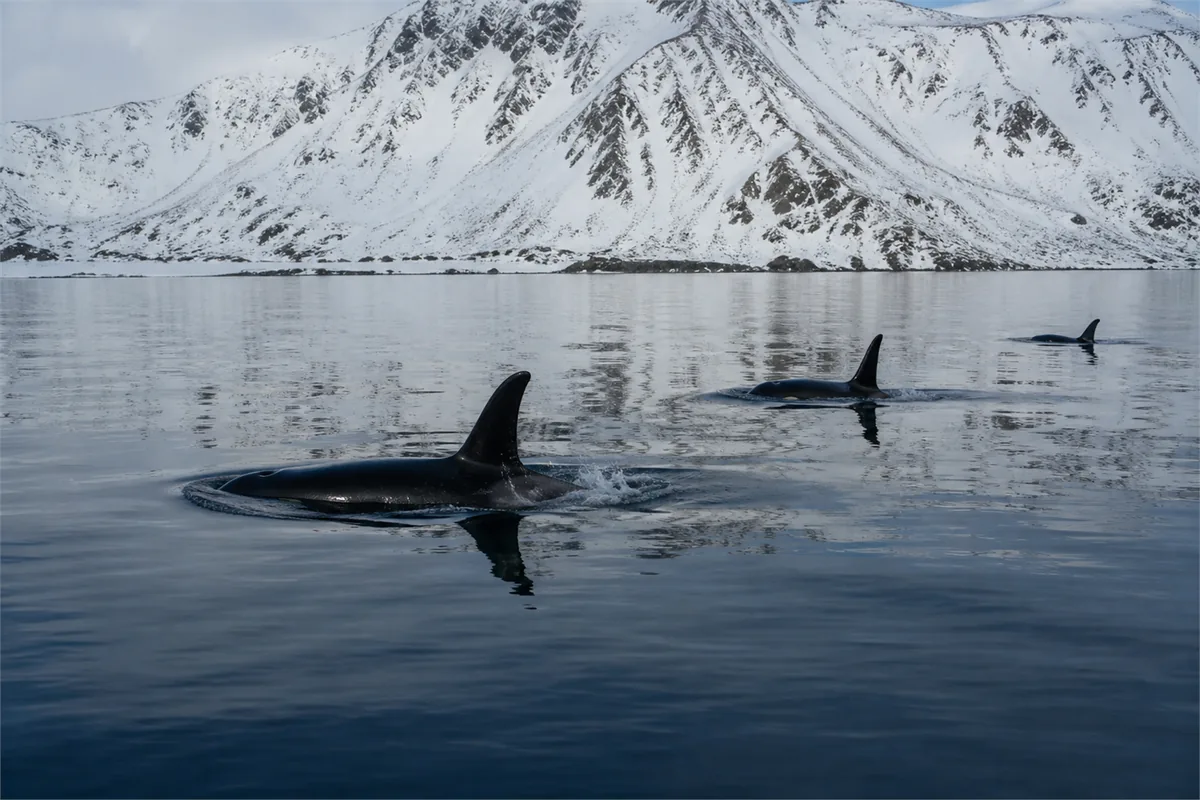 Schnorcheln mit Orcas und Walen im arktischen Norwegen – Reiseimpression 5