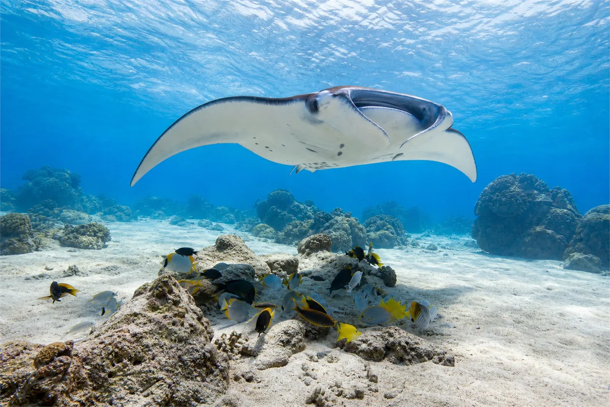 Palau Private Dive  Marine Expedition – Travel impression 2