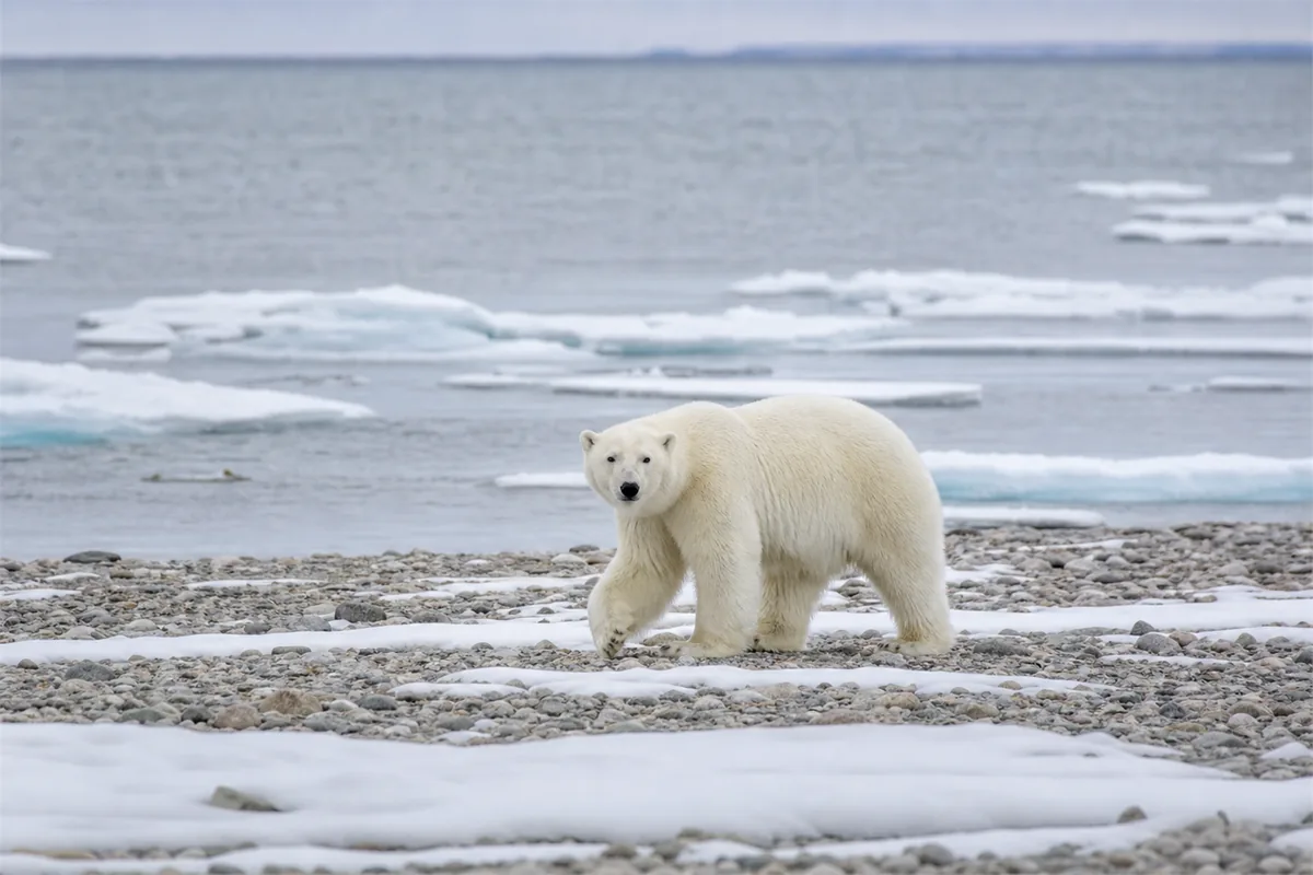 Polar Bear Walking Safari – Travel impression 2