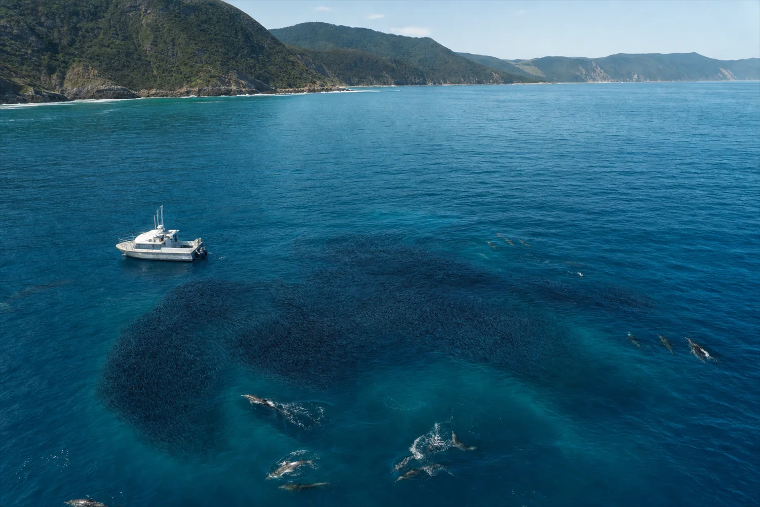 Private Meeres-Safari zum Sardine Run: private Marine-Safari über einem Sardinenschwarm vor Südafrika