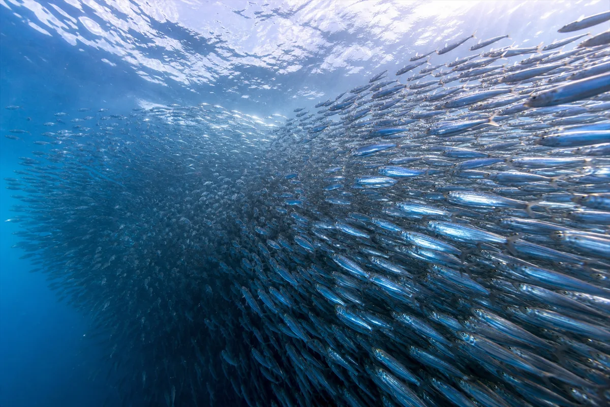 Sardine Run Private Marine Safari – Travel impression 1