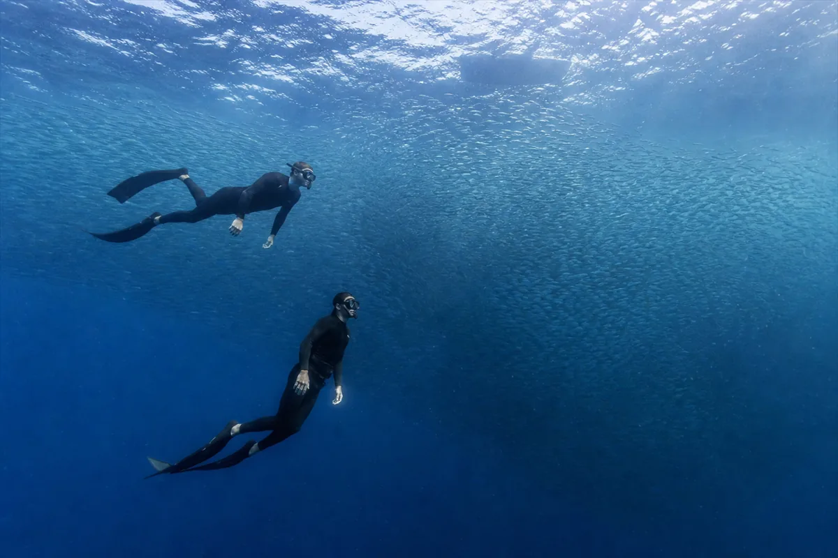 Sardine Run Private Marine Safari – Travel impression 3