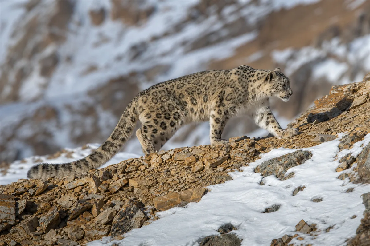 Snow Leopard Expedition Ladakh – Travel impression 1