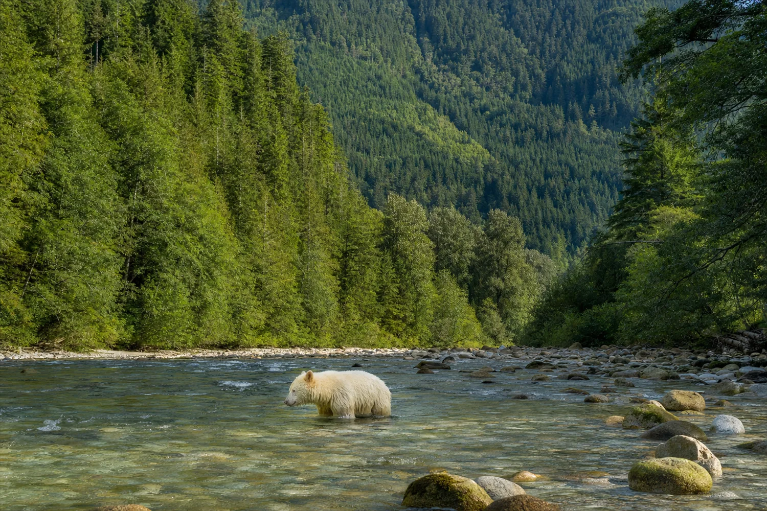 Geisterbären-Safari in British Columbia: weisser Kermode-Bär in einem Fluss im Great Bear Rainforest