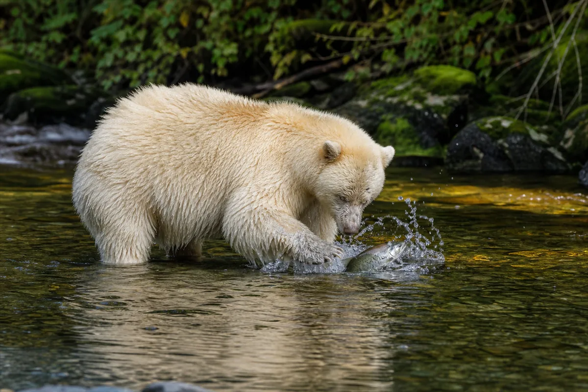 Safari de l’ours Kermode en Colombie-Britannique – Impression de voyage 1