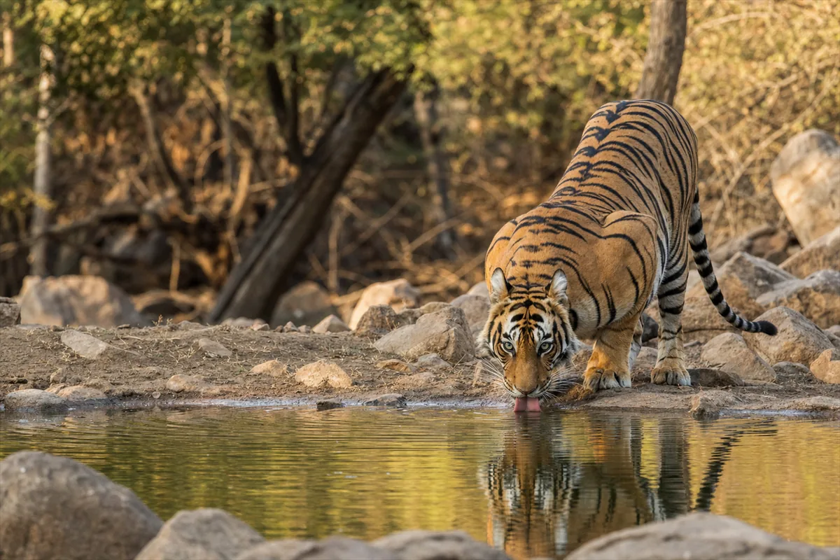 Tiger Safari India – Travel impression 1