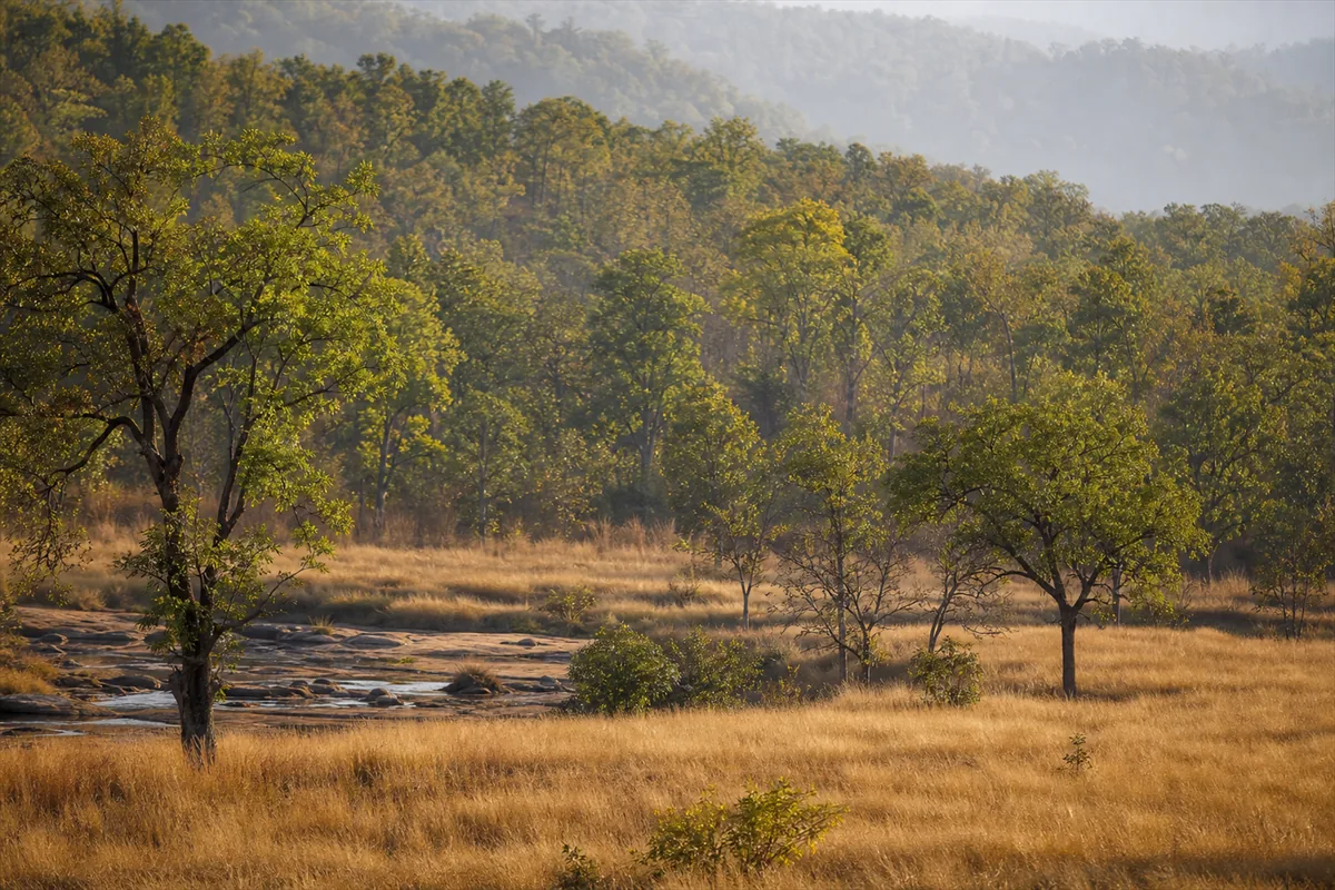 Tiger Safari India – Travel impression 5