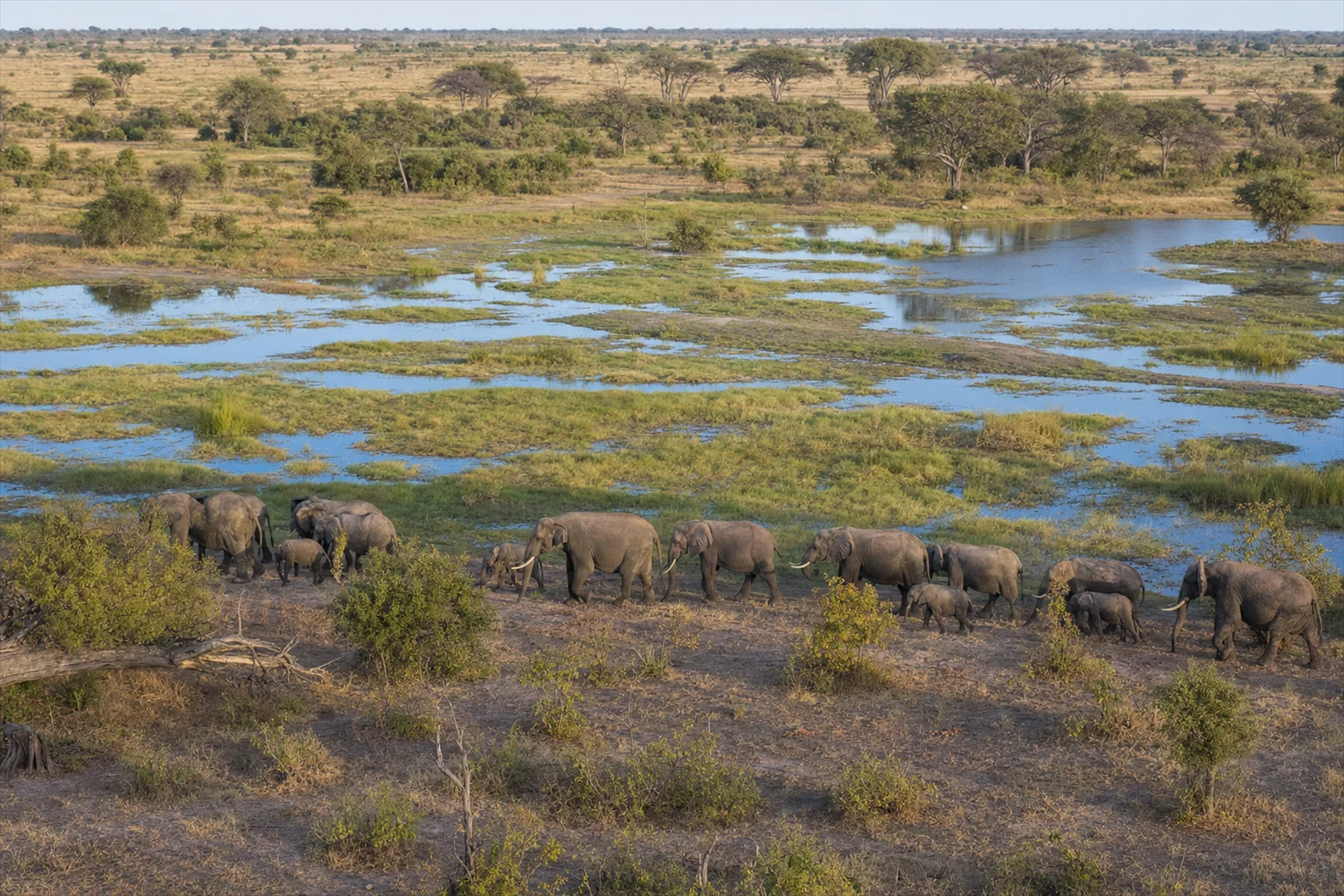 Expedition in den Zakouma-Nationalpark: Elefantenherde an den Feuchtgebieten des Zakouma-Nationalparks