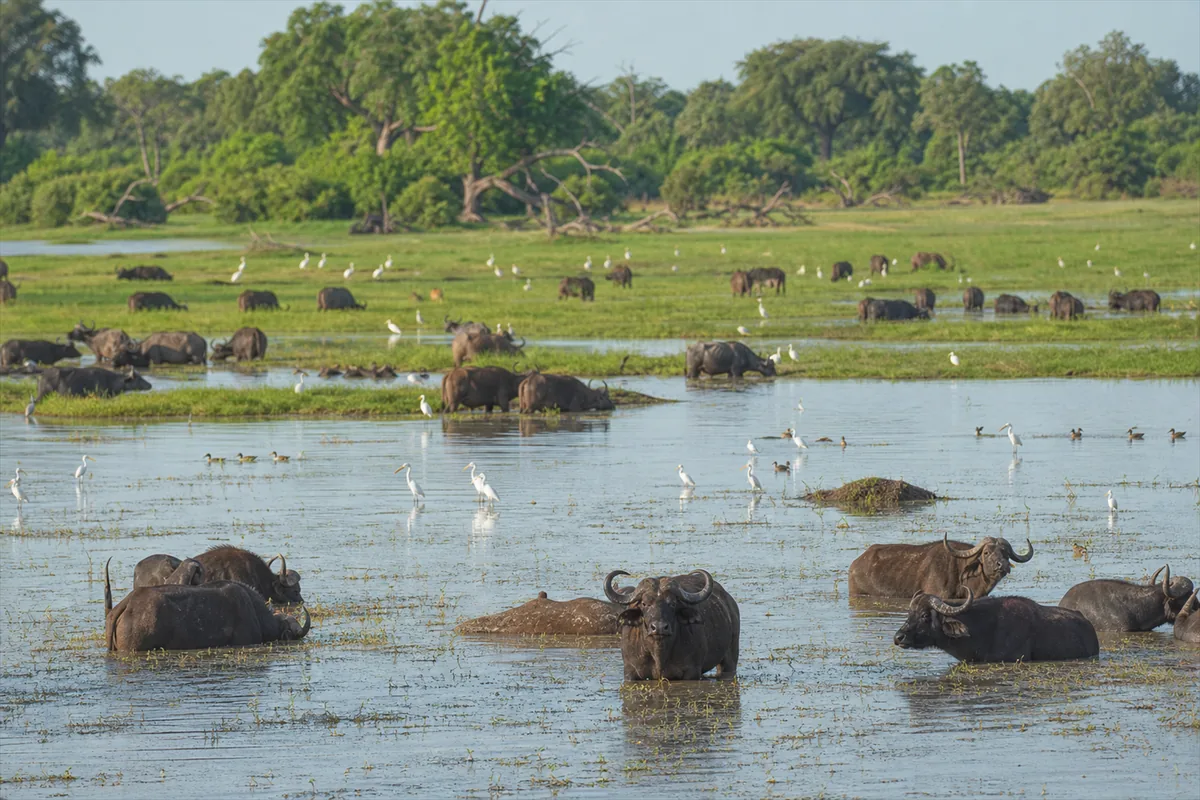 Zakouma National Park Expedition – Travel impression 2