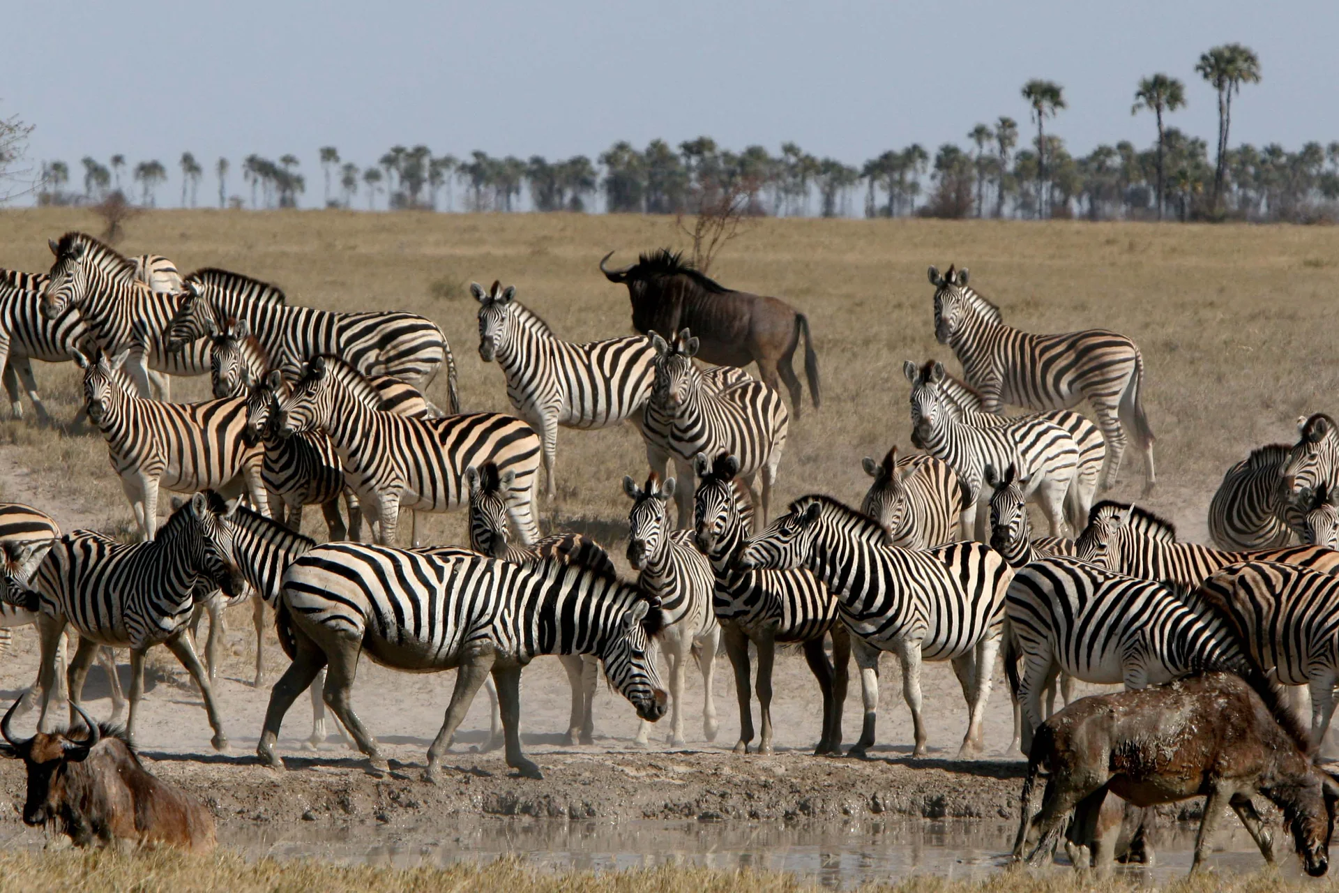 Voyage de luxe au Botswana – étape 6 du voyage