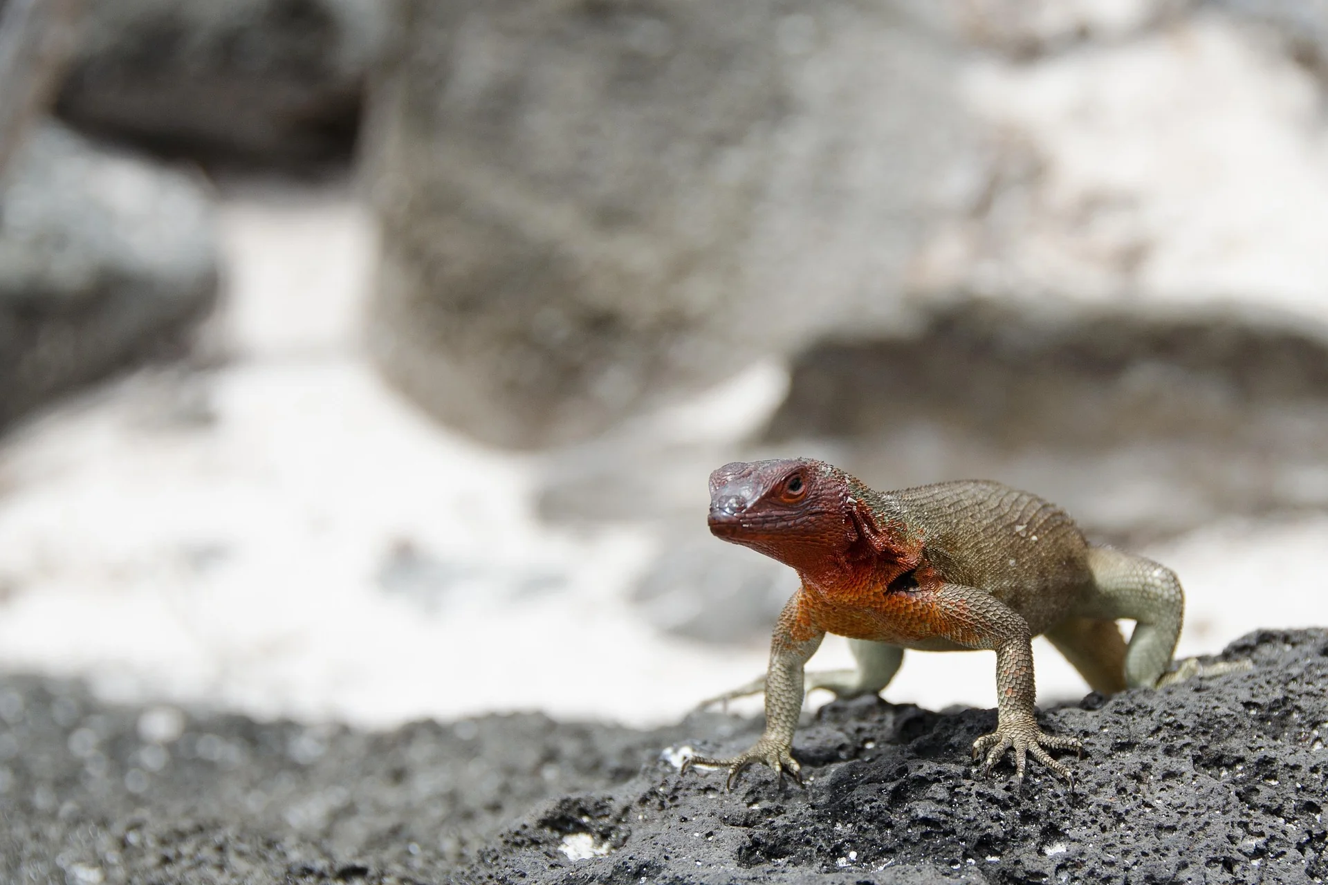 Voyage de luxe en Équateur et aux Galápagos – étape 3 du voyage