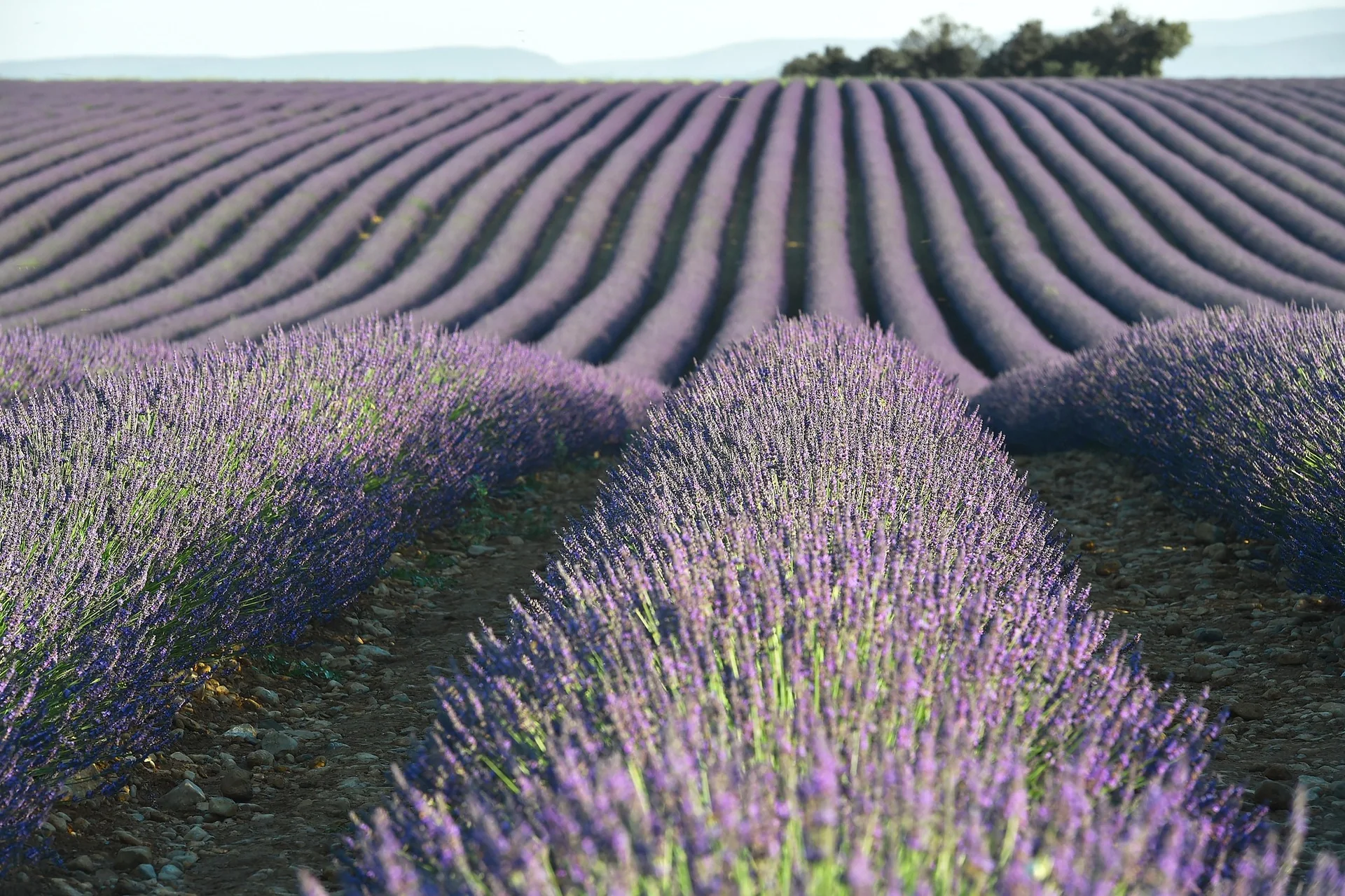 Luxusrundreise Frankreich Bild 4 Luxusrundreise Frankreich – ausgewählte Reiseimpression 5