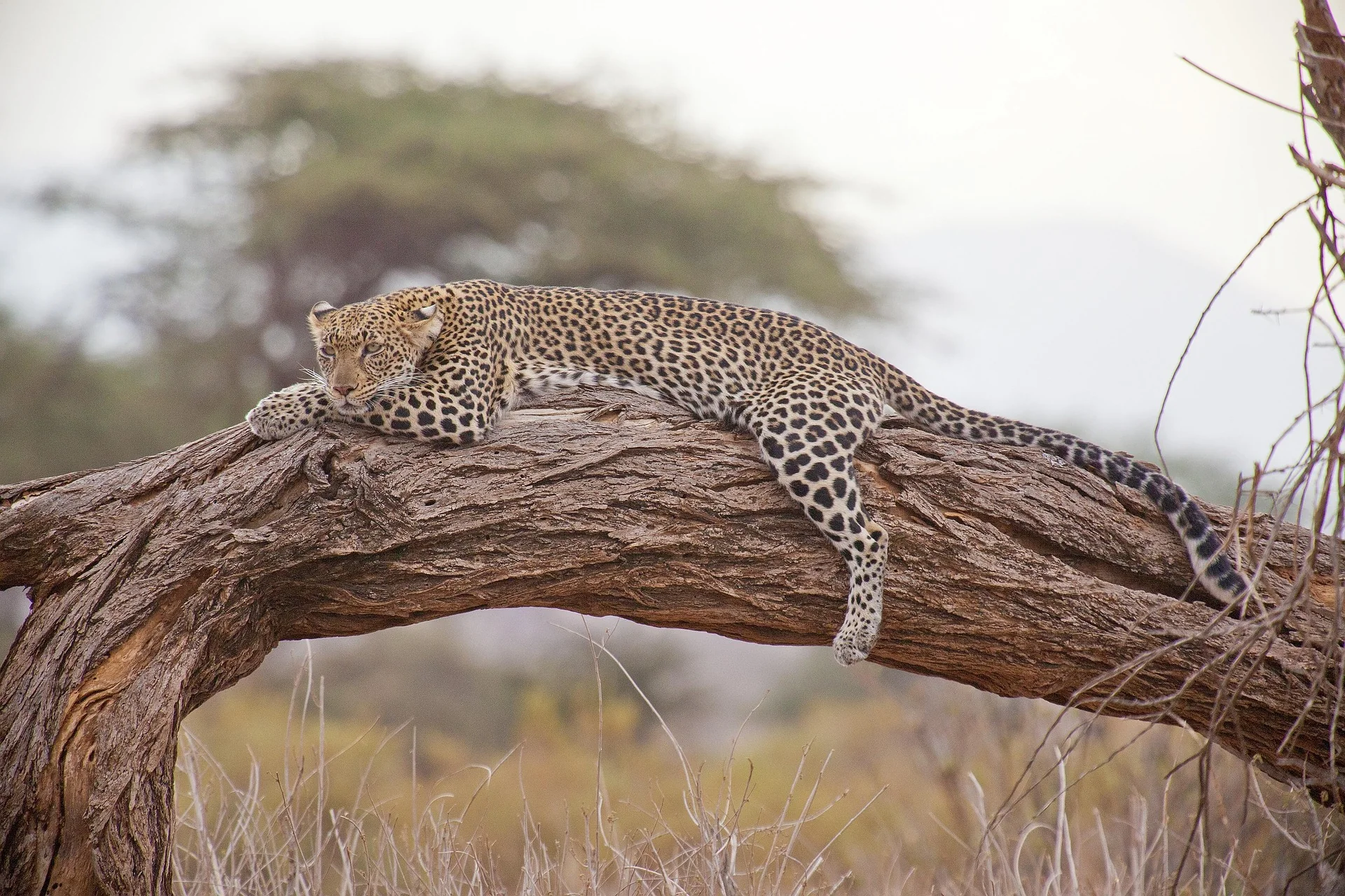 Luxusreise Kenia – ausgewählte Reiseimpression 7