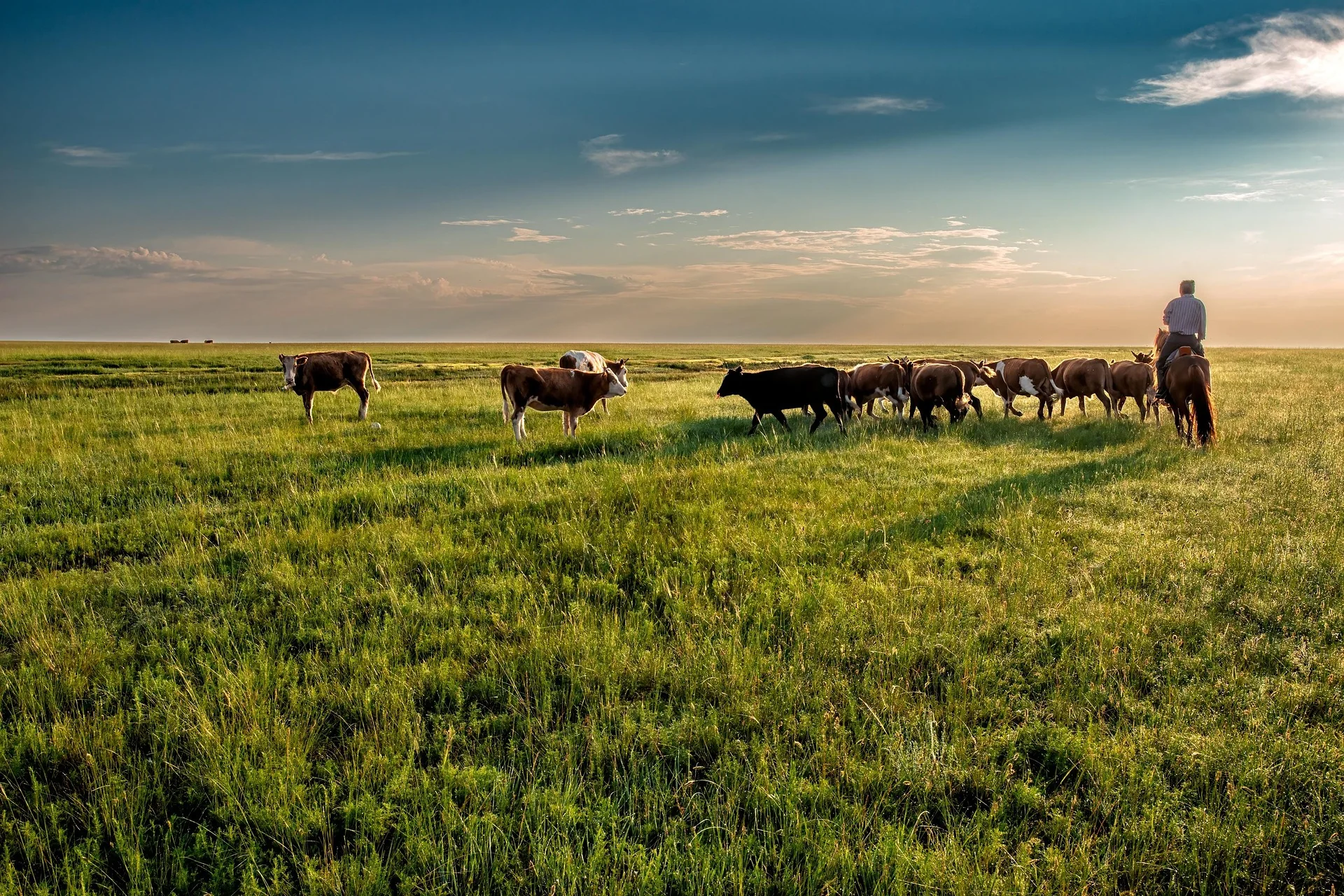 Mongolie