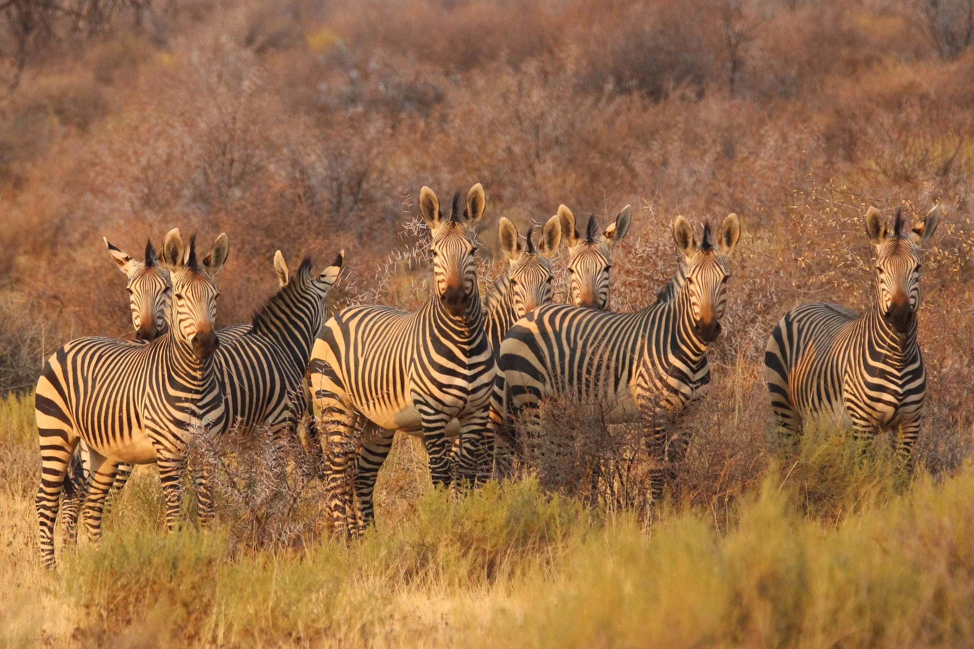 Luxusreise Namibia – ausgewählte Reiseimpression 4