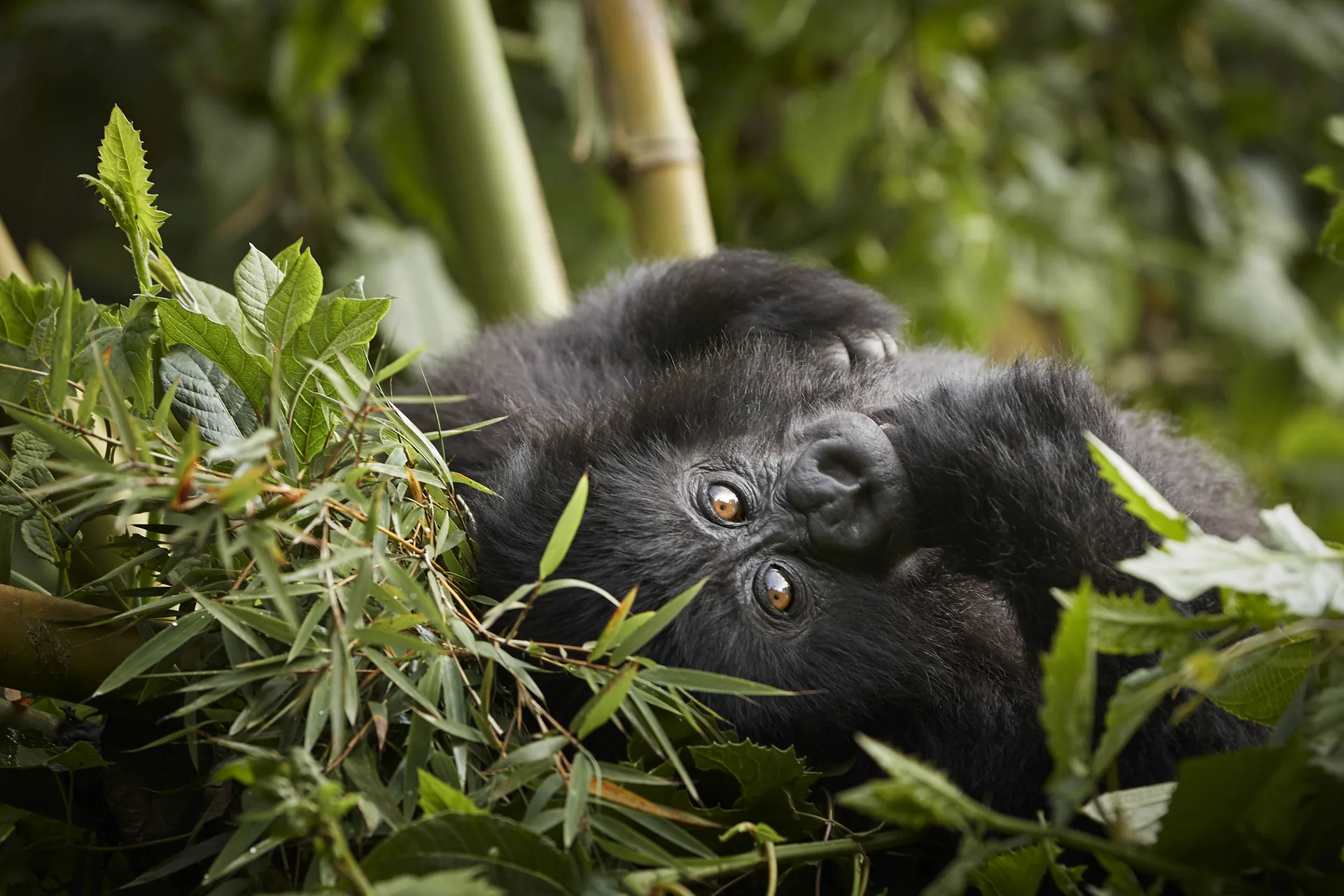 Luxury tour of Rwanda – selected journey view 6