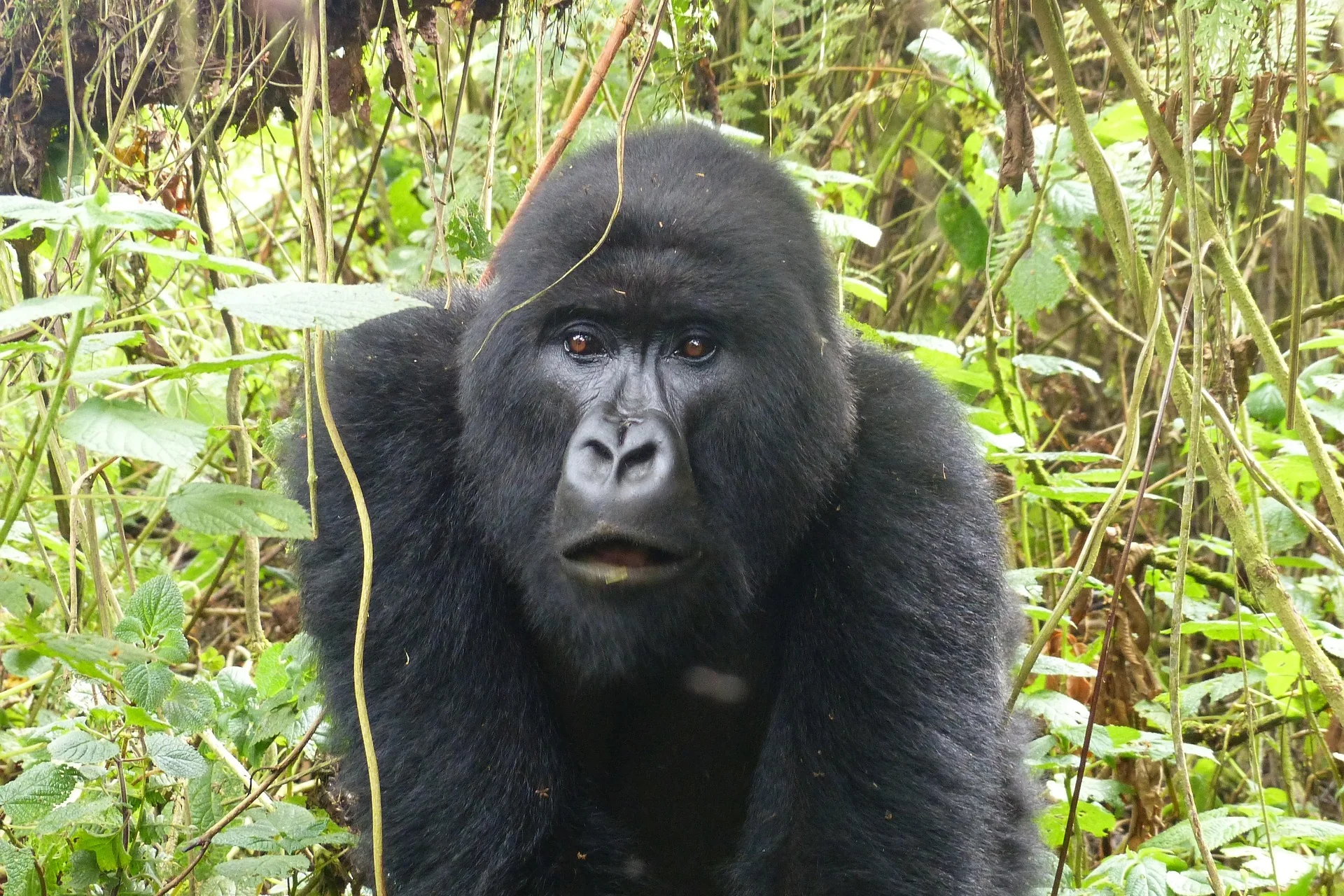Luxury tour of Rwanda – selected journey view 7