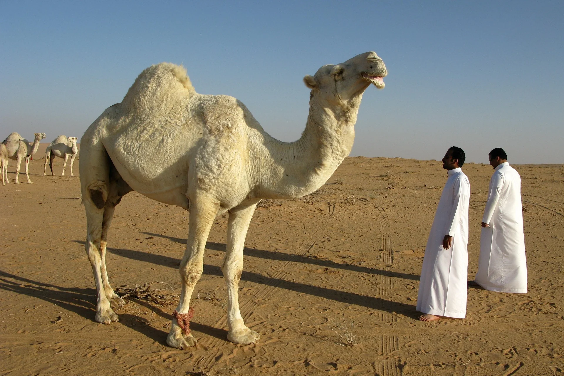 Luxury tour of Saudi Arabia – selected journey view 7